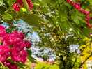 Beautiful flowers in the garden