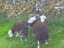 A couple of visitors