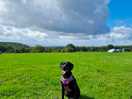 Great dog friendly campsite.