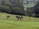 Super friendly donkeys