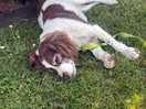 Dog tired