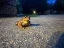 Toad hangin out on site