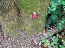 Fairies in the woods !