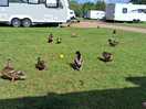 Feeding time