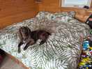 Massive bed!
