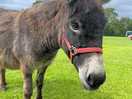 Roaming donkey