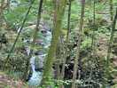 Torrent walk