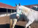 Horse stables