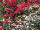 Such rich colour on a lovely woodland walk