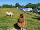 Llamas and goats on site