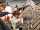 Donkey