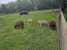 Sheep