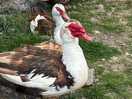 Ducks in the yard