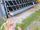She loved to watch the little cows, just sad that we couldn't get any closer.