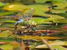 Dragonfly laying eggs