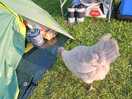 Friendly chickens