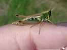 Wildlife
