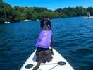 Paddle boarding with the dog!