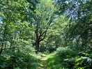 Woodland walk