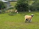 Farm animals.