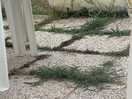 Pool bar slabs need weeding and the parasol above needs cleaning, it’s not a great look