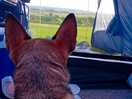 Luna loved the view from the tent as much as we did.