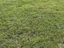 Beautiful green grass as ours is brown 😞