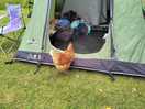Chickens having a nose