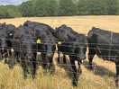 The cows opposite the camping field
