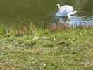 Swans in the lake