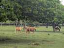 Walking up to horses