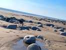 Local beach