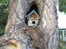 Breeding box in tree