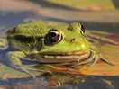 Froggy friend