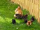 The locals!