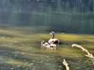 Goose and goslings