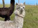 Alpacas