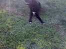 Resident doggy