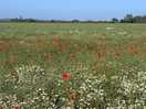 Poppies off the side