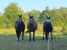 Horses in the fields near the farm