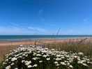 Dog friendly stretch of omaha beach all year round