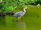 Heron