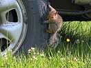 Cute little visitor