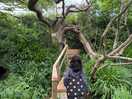 Wooden bridge