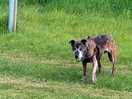 Marley lived all the space to roam