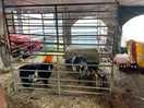 Goats in farm shop barn