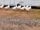 A gaggle of geese strutting around the campsite!