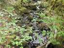 Torrent walk