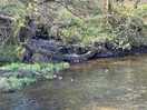 The river