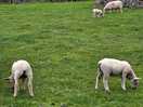 Future lamb chops